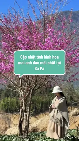 Hoa anh đào nở rồi. Nhanh chân lên các bạn ơi #combosapa #xehnsapa #litotravel 