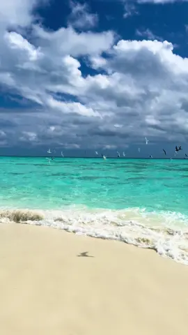 The only law is the one that leads to freedom 🪽 #freedom #ocean #bird #relaxing #maldives 