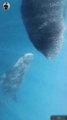 >>> #somalitiktok #puntlander🇸🇱 #foryoupage❤️❤️ #fyp #viral_video 