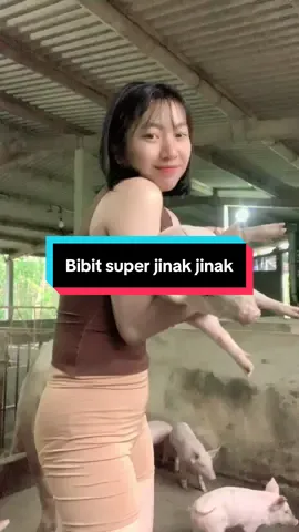 Bibit super jinak jinak lagi #sipalingvideo #peternakmuda #peternak #peternakpemula 
