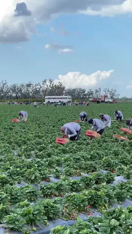 Làm farm dâu ở 🇦🇺✈️ #farm #nongnghiep #vieclam #xuhuong #fyp 