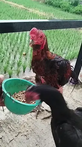 cara memelihara ayam di rumah yang mentalnya hilang#perawatanayam #peternakayam #makananayam 