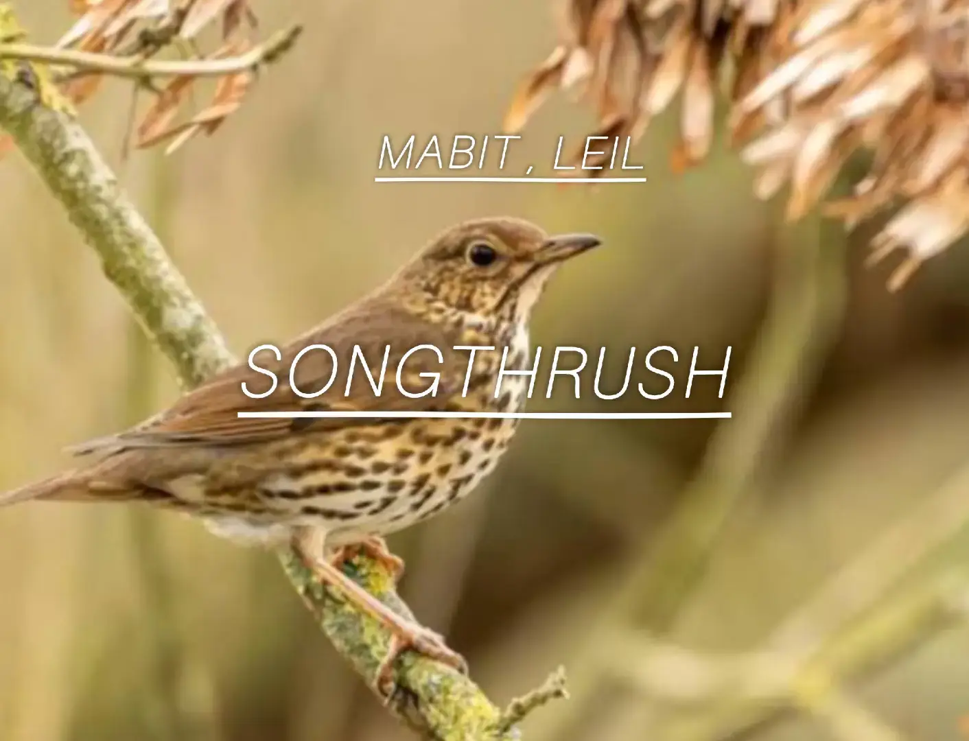 Song Thrush (Turdus philomelos) – Life and Migration Summary The Song Thrush is a well-known European bird admired for its clear, musical song and its habit of repeating notes. It has a brown back and a light-colored chest with dark, arrow-shaped spots, which make it easy to identify. Habitat and Diet This bird lives in forests, gardens, parks, and countryside areas. It prefers places with bushes and soft ground where it can search for food. Its diet includes insects, worms, snails, berries, and fruits. One special behavior is that it breaks snail shells on stones, often using the same spot repeatedly. Breeding Breeding season starts in spring. The female builds a nest low in a tree or bush using grass and mud. She usually lays 3–5 eggs and takes care of them for about two weeks until they hatch. Both parents help feed the young birds. Migration Song Thrushes are partially migratory. Birds from northern and eastern Europe migrate south in autumn to winter in southern Europe, North Africa, and the Middle East. Populations living in western Europe may stay all year if the weather is mild. Behavior and Lifespan They are shy but active birds, often seen alone or in pairs. Their average lifespan in the wild is around 4–6 years, though some individuals live longer. Conservation The Song Thrush is considered Near Threatened in some regions, mainly due to habitat loss, climate changes, and agricultural chemicals. for details plz contact us  +961.76.40.45.16