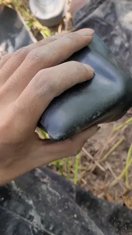 tiến nhiều quá ko có chỗ để đựng luôn #nongdan #xh #MWMrYUAN 