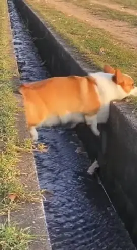 Bro really turned himself into a bridge 🌉💀 The struggle of having short legs is real! 🤣 Tag a short friend who understands 👇 #corgi #dogsoftiktok #funnyanimals #shortlegproblems #fyp 