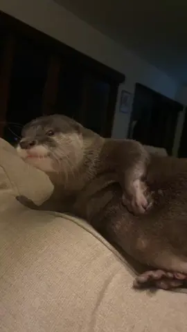 I am thinking of a name for this move, any suggestions? - - - - - #otter #otters #babyotter #otterlove #otterlife #cute #berangberang #nutria #nutrias #splashandwakuwaku