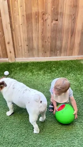 Dogs cute 🥰 #DogTalks #PuppyLove #DogOwners #CuteDogs #DogLife 