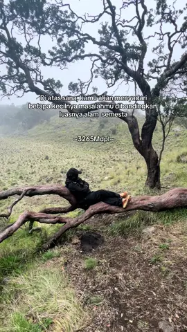 🥹 #sabanalawu #lawuviacemorosewu #gununglawu #pendakigunung #lawu3265mdpl 