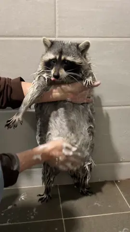 귀여운 라쿤❤️ #건대 #미어캣족장 #raccoon #ソウル #mapache 