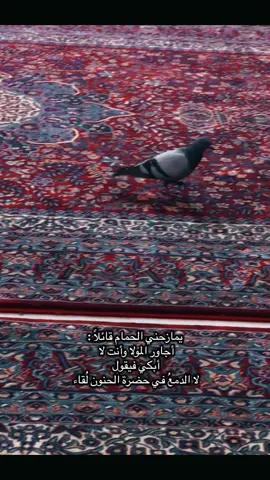 اريد ارجع لكربلاء 💔😞😞#العراق #كربلاء_المقدسة #الحسين_عليه_السلام #حيث_الحسين #السلام_عليك_يااباعبد_الله_الحسين 