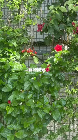 ぴなが宮崎案内してくれたんだ〜🌺🥭宮崎が大好きになった日🌴#PixelRibbon #ぴくりぼ #アイドル #ゆぴえな #めぐにゃ 