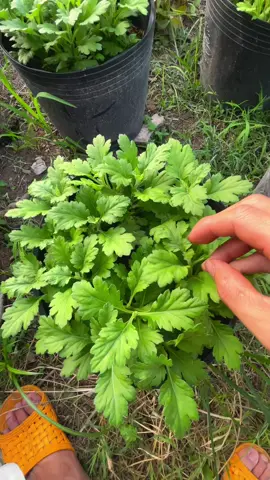 Xong cơi 2 cúc tiger 1/12DL  Cúc mng sao rồi cmt cho e xem với! #tet2026 #viral #tronghoatet2026 