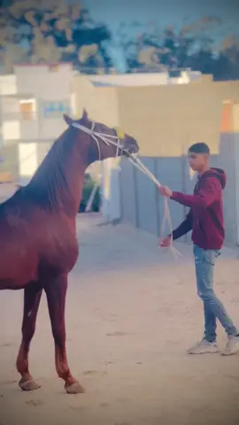 #اذكروا_الله_ماشاء_الله🖤✨ #خيل_وخياله🐎 #CapCut #قبلي_الجنوب_التونسي🤩💜 #الخيول_العربية_الاصيلة ❤️🪬