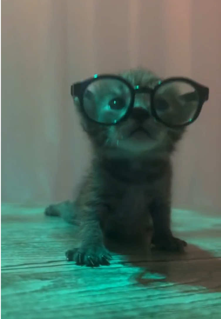 2AM energy spike #3am #funny #pets #party #fyp 