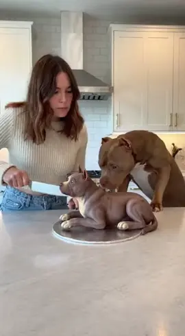 She Cut the Cake… Dog Went Full Attack! 😱🐶🎂.  #dog #viralvideos #fyp #FunnyPets