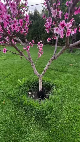 #😭😭😭😭 #সাপোর্ট_করলে_সাপোর্ট_পাবে 