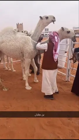 #السلطان📸🐪 #ابن_جلبان 