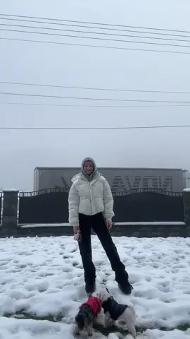 OOTD ❄️ #maltańczyk #Love #dog #snow #viralditiktok 