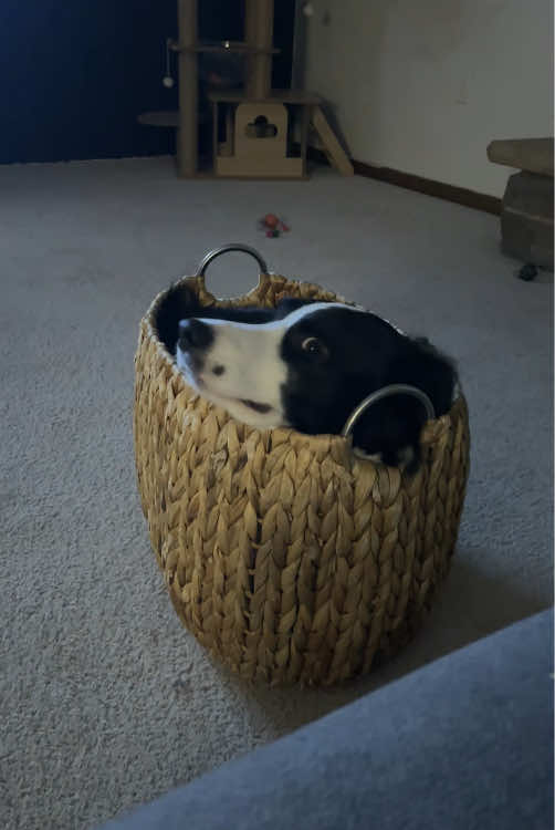 Border Collie Core.#dog #bordercollie #foryou #funnydog #fyp 