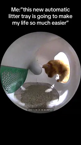 Best purchase of the year #catsoftiktok #cattok #fypシ 