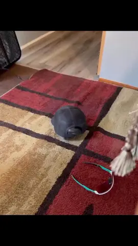 kura kura berbulu😭