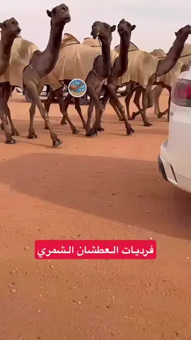 #الغيث_المشدق💥 #مهرجان_الملك_عبدالعزيز_للإبل  #الصياهد_جزيلات_العطا_جادة_الأبل 