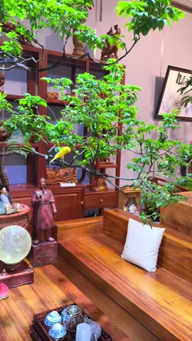 Những chú chim hoàng yến mến khách 