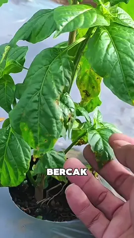 Mengatasi bercak daun pada tanaman cabai #xscore #xscoreplus425sc #fungisida #bercakdaun #petaniindonesia🇮🇩🇮🇩🇮🇩🌿🌿 