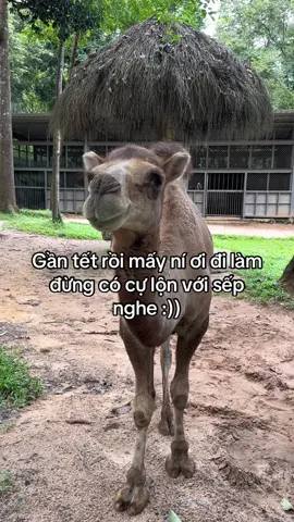 #vinpearlsafariphuquoc  #dongvathoangda  #dulich 