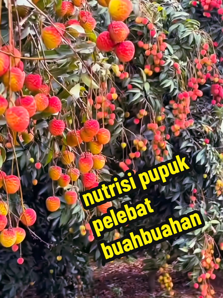 nutrisi pupuk pelebat buahbuahan #petanimuda #pupuk #petaniindonesia🇮🇩🇮🇩🇮🇩🌿🌿 #buahbuahan #petani 
