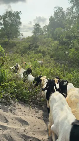 Langkah berdebu,hati penuh syukur untuk hari ini. #peternakkambing #peternakkambingmilenial #peternakkambingindonesia #kambingkaligesing #sobatngaritnusantara 