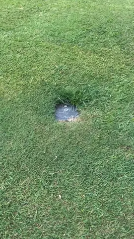 cánh để âm thầm thủ tiêu đứa bạn thân của bạn #fyp #xuhuongtiktok #suthatthuvi #suthatngaunhien #kienthucthuvi 