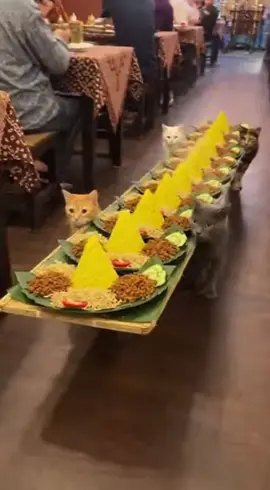 Pesanan tumpeng Sudah siap.  Oyen dan kawan kawan siap antar 😸 