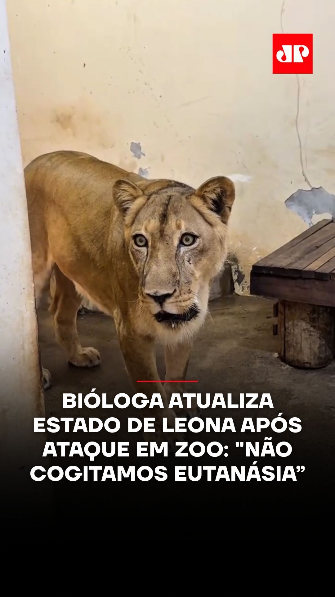 A bióloga Marília Maia, responsável pelo cuidado da leoa Leona no Parque Zoobotânico Arruda Câmara, a Bica, em João Pessoa, fez uma atualização sobre o estado do animal após o incidente deste domingo (30). A leoa se envolveu em um ataque quando um homem escalou estruturas de mais de seis metros, ultrapassou as grades de proteção e entrou em seu território. Segundo a especialista, Leona apresentou sinais de estresse nas horas seguintes, como era esperado, mas já se alimentou normalmente, realizou suas necessidades fisiológicas e permanece tranquila em seu recinto. Ela segue sob observação contínua da equipe técnica do parque. Marília reforçou ainda que “a eutanásia nunca foi cogitada”, esclarecendo rumores que circularam nas redes sociais. De acordo com a bióloga, Leona está saudável e reagindo bem ao monitoramento. 📹 Reprodução: Parque Arruda Câmara (Bica) | @myhoodbr 📺 Confira na JP News e Panflix 📌 Siga o nosso perfil @jovempannews #Brasil #Ataque #Zoológico #Leoa #Paraíba #JovemPanNews