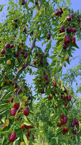 #cayanqua #mientayquetoi #cây #xuhuong #caytrong 