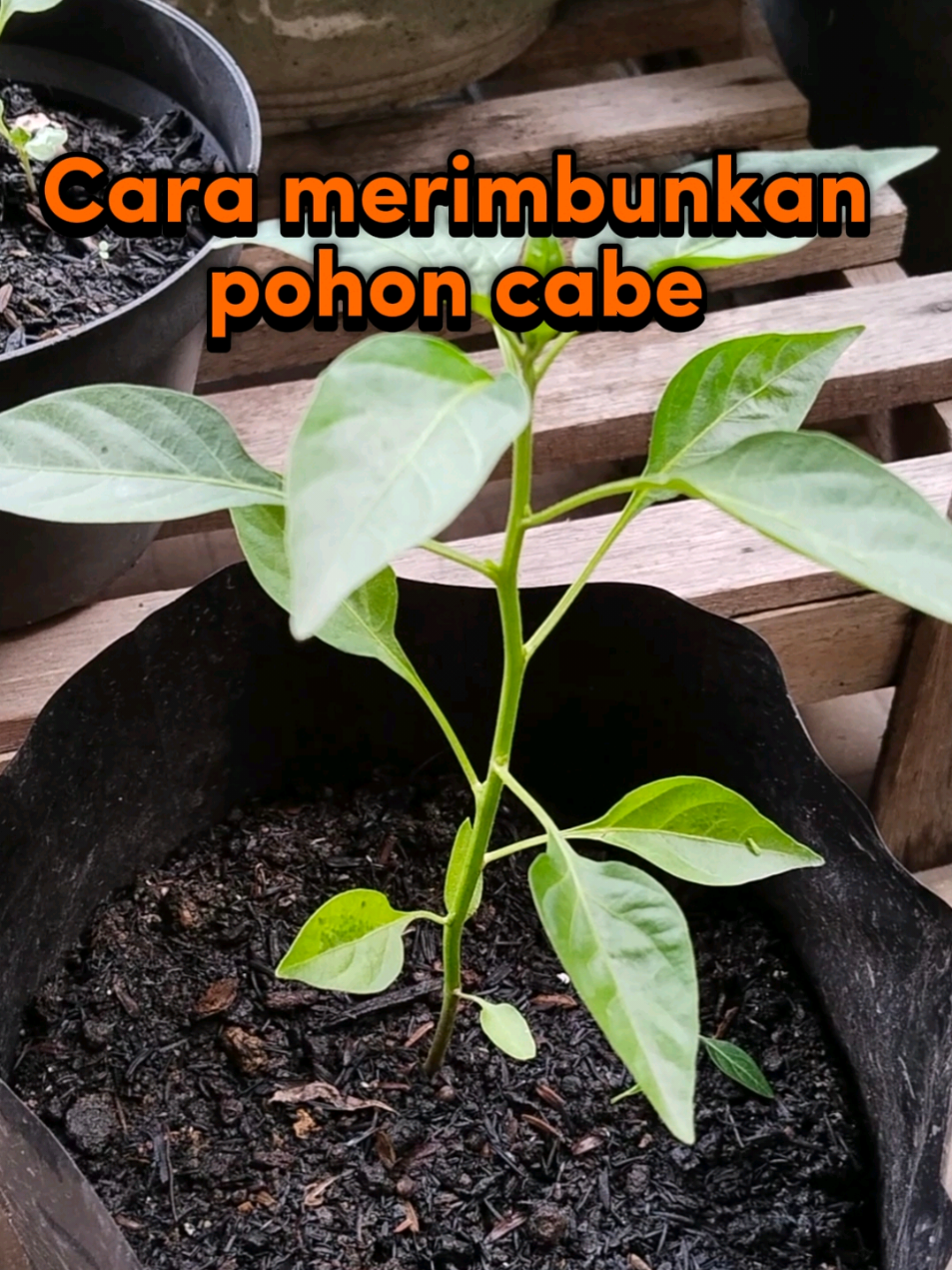 Tips merimbunkan cabang tanaman cabe #gardening #minigarden #chiliplants #plants #caberawit 