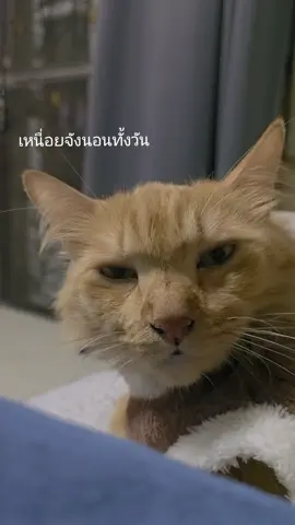 เหนื่อยจัง นอนต่อก่อนนะ #แมว #ทาสแมว #cat #แมวส้ม 