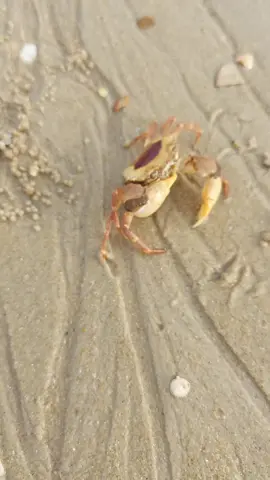 sáng sớm ra biển #chill #xh #biển 