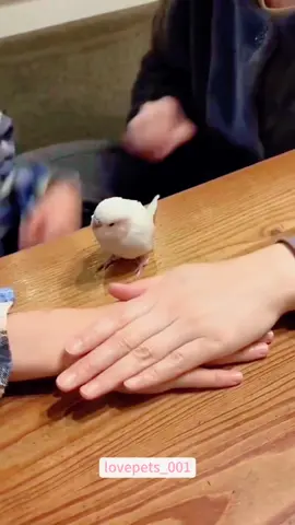 Funny Parrots.🦜🦜🦜#parrot #parrots #parrotsoftiktok #funny #foryou #funnyvideos #viral #fypシ #funnytiktok #funnyanimals #usa🇺🇸 