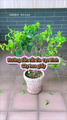 Hướng dẫn chi tiết cắt tỉa cây hoa giấy #decordepsongchat 