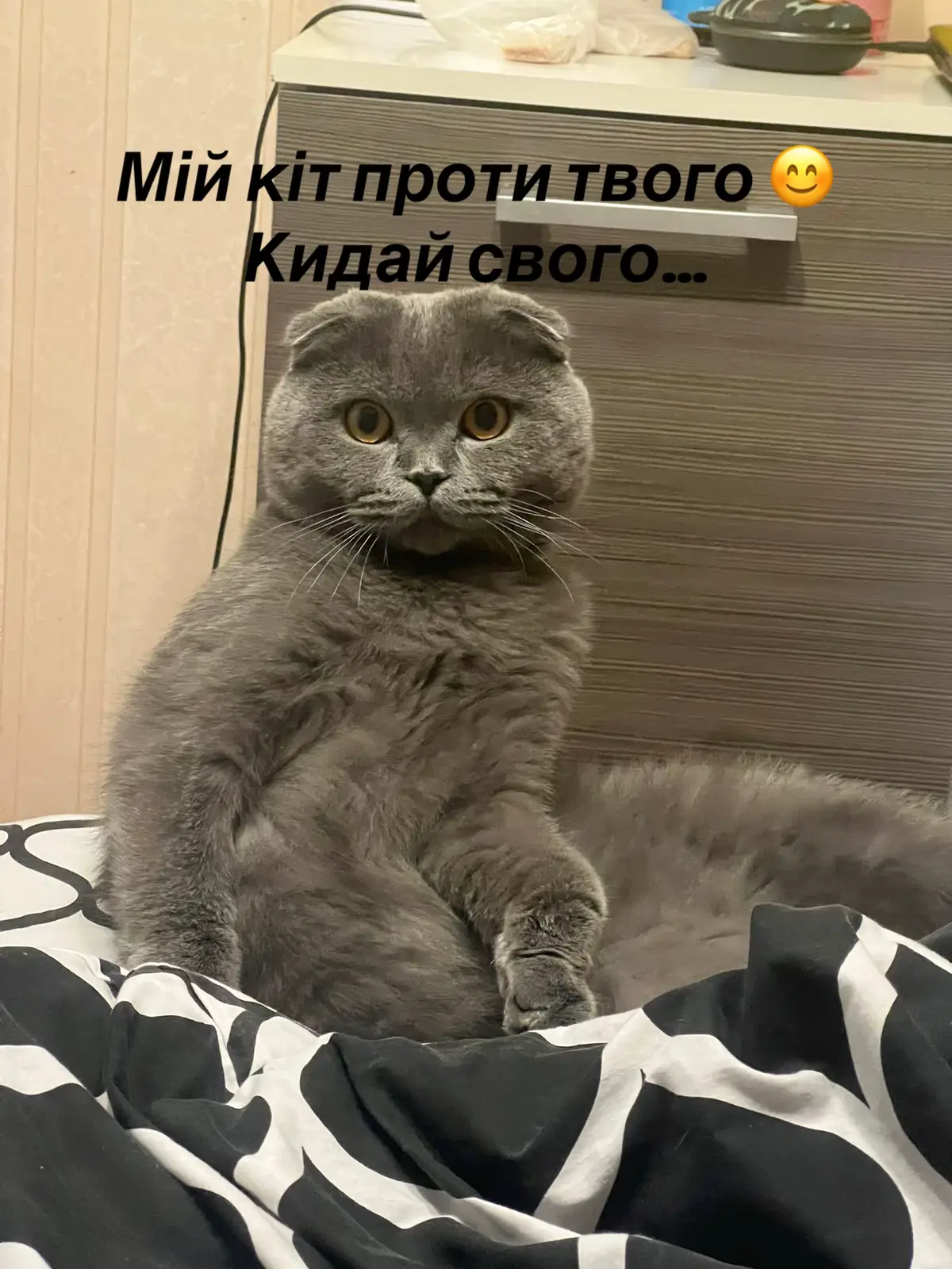 #кітукраїнець #військовийкіт #монстер #кітблогер #кіт 