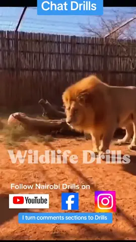 lioness cheated on the lion. #trending #viral #fyp #viralvideos #tiktokcomments 