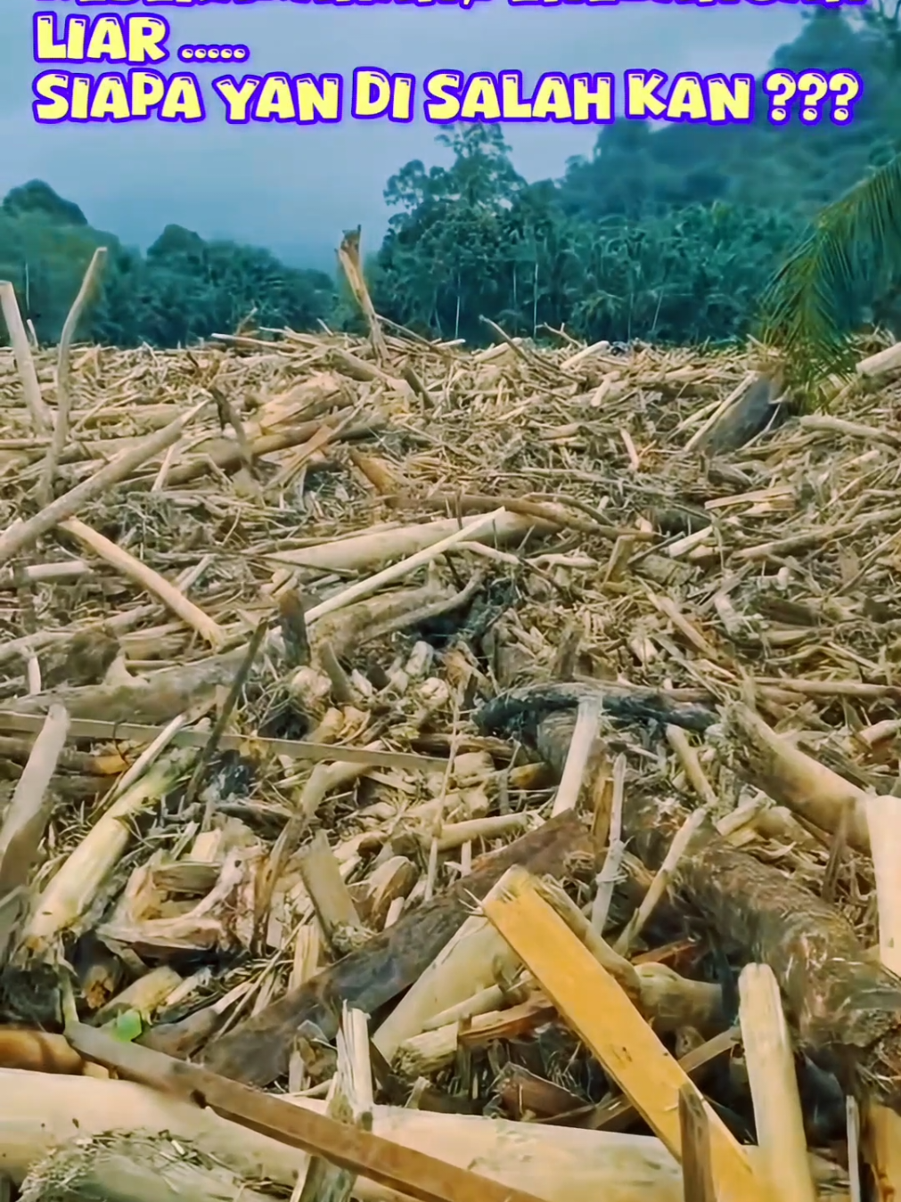 Banjir Bandang Bawa Kayu gelondongan,kku sudah begini siapa yang di salah kan ?? #banjir #banjirbandang 