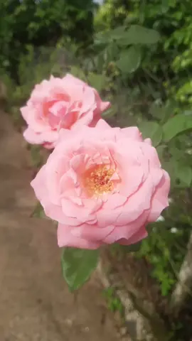 #nhac #💕 #hoa #💕🌼 