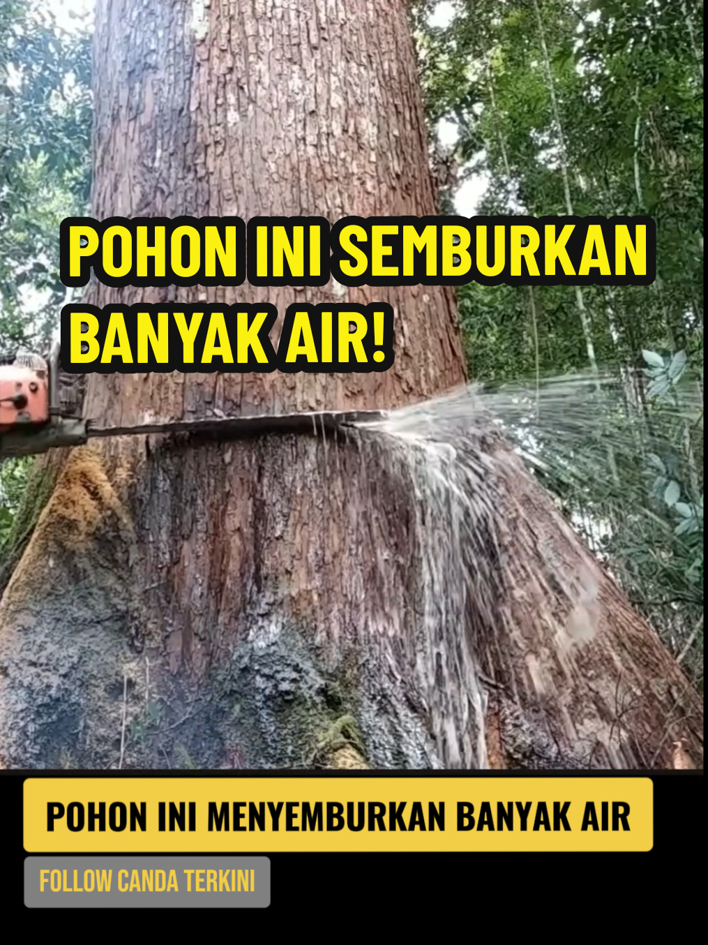 POHON INI MEYEMBURKAN BANYAK AIR #pohonbangkirai #pohon #candaterkini #pecintaalam #mapala 