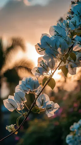 Morning through the window #Background #LiveWallpaper #Aesthetic #freebieclip #aiart