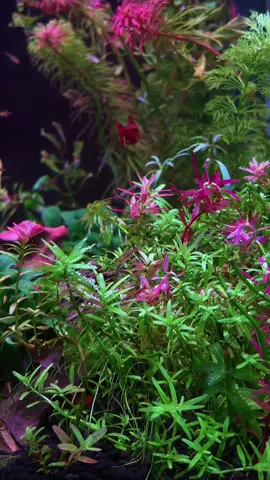 Hoa hồng trong bể 🐟#thuysinh #catcam#nmnhe 