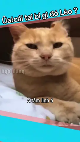 Ủa ! Cái tai bị gì đó Lèo ?