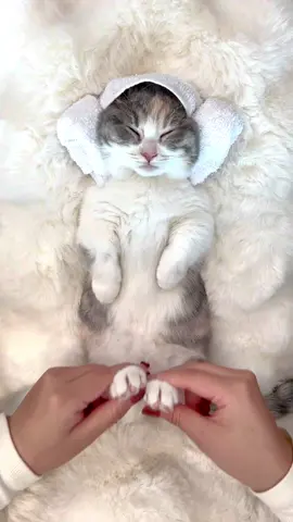 Immersive Cat Pampering – This Is Too Fun! 🐾 Cute Pet#ImmersiveCatSPA#SuperAdorableKitten#CutePets#FluffyCatPampering