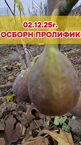 #садоводство #инжир #саженцы #CapCut 